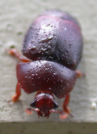 Small Hive Beetle